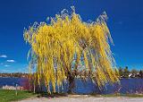 Spring Willow_15882